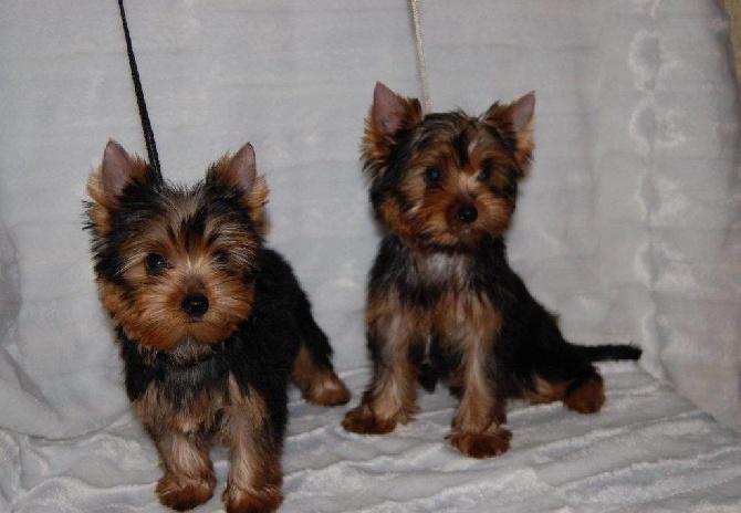 Valestory's -  Chiots disponibles actuellement 