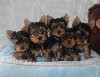  - Chiots disponibles fevrier 2018