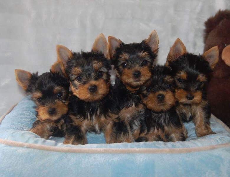 chiot Yorkshire Terrier Valestory's