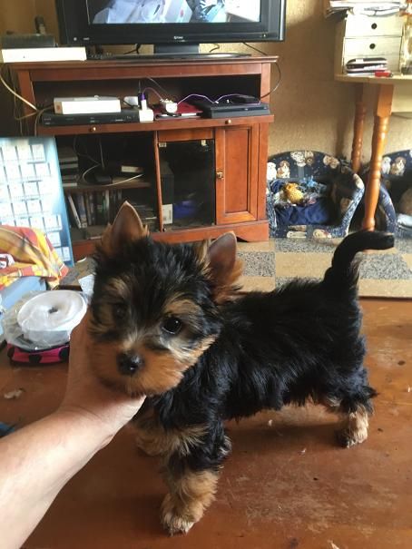 Valestory's - Chiot disponible  - Yorkshire Terrier