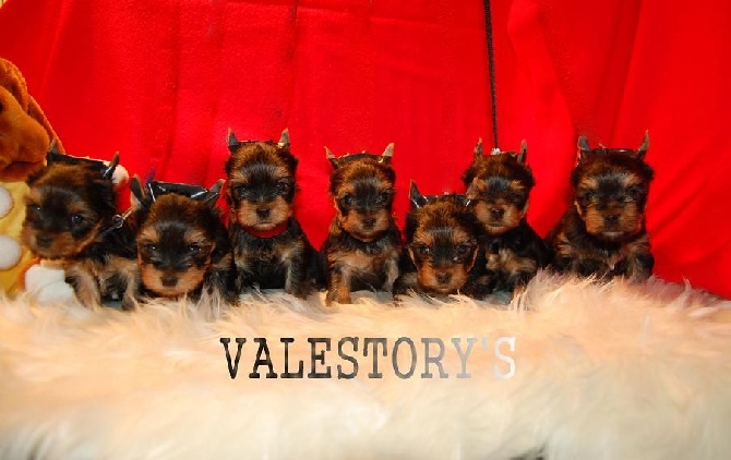 Valestory's - Jolis chiots