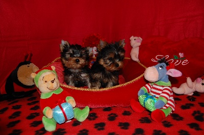 Valestory's - CHIOTS DISPONIBLES