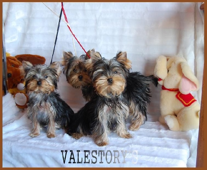 Valestory's - Portée disponible