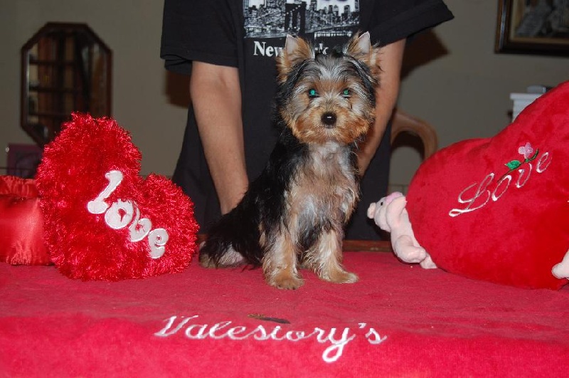 Chiots disponibles actuellement
