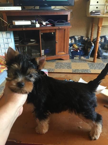 Valestory's - Chiots disponibles - Yorkshire Terrier